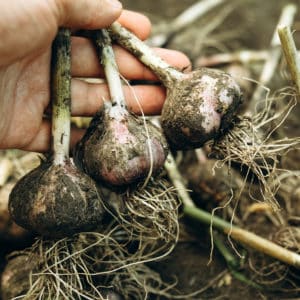 uprooted bulbs